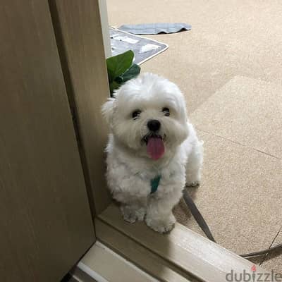 Adorable Maltese Puppy