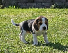 Whatsapp me (+9725 5507 2655)  Beagle Puppies Available 0