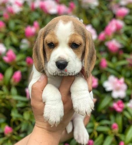 Whatsapp me (+372 5639 0026) Beagle Puppies 1
