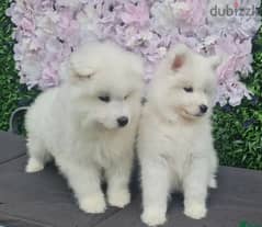 Whatsapp me (+467 0018 7972) Samoyed Puppies 0