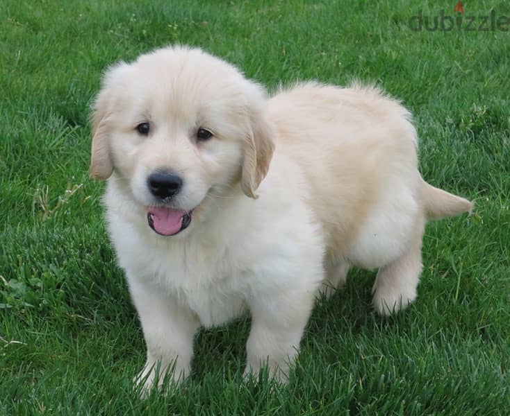 Whatsapp Me +972555074990 Golden Retriever Puppies 1