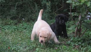 Whatsapp Me (+972 55507 4990) Labrador Puppies 0