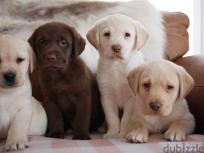 Whatsapp Me (+972 55507 4990) Labrador Puppies 1