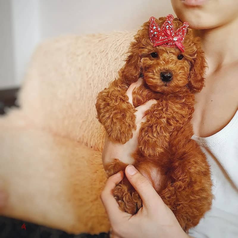 Purebreed Poodle Puppy 0