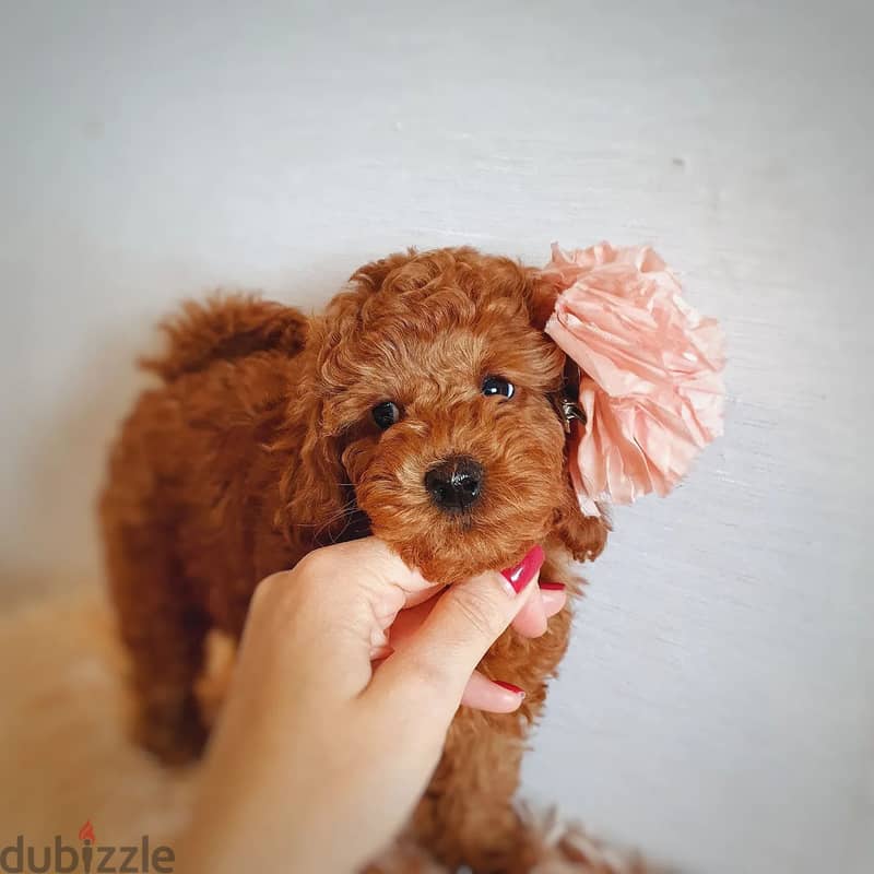 Purebreed Poodle Puppy 1