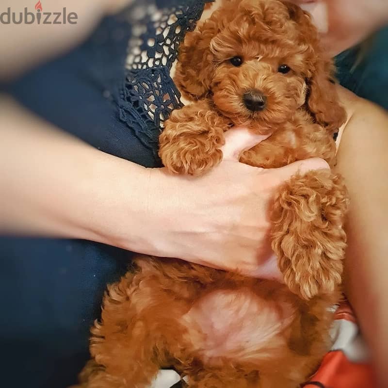 Purebreed Poodle Puppy 2