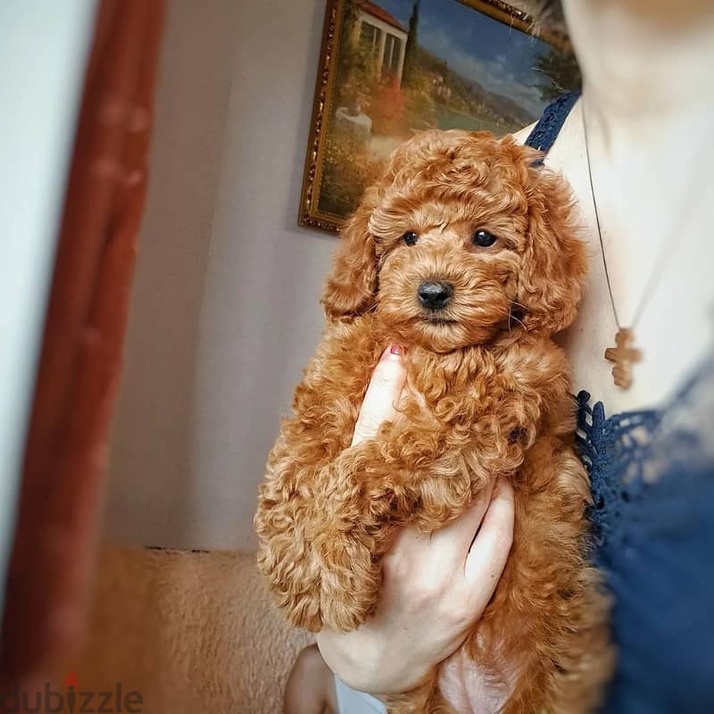 Purebreed Poodle Puppy 3