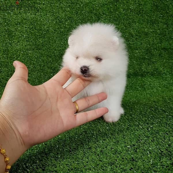Pomer-anian Female puppy for sale 0