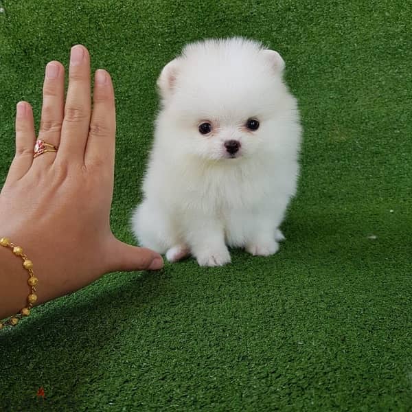 Pomer-anian Female puppy for sale 1