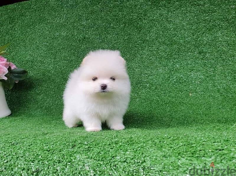 Trained Pomer-anian Puppy for sale 0