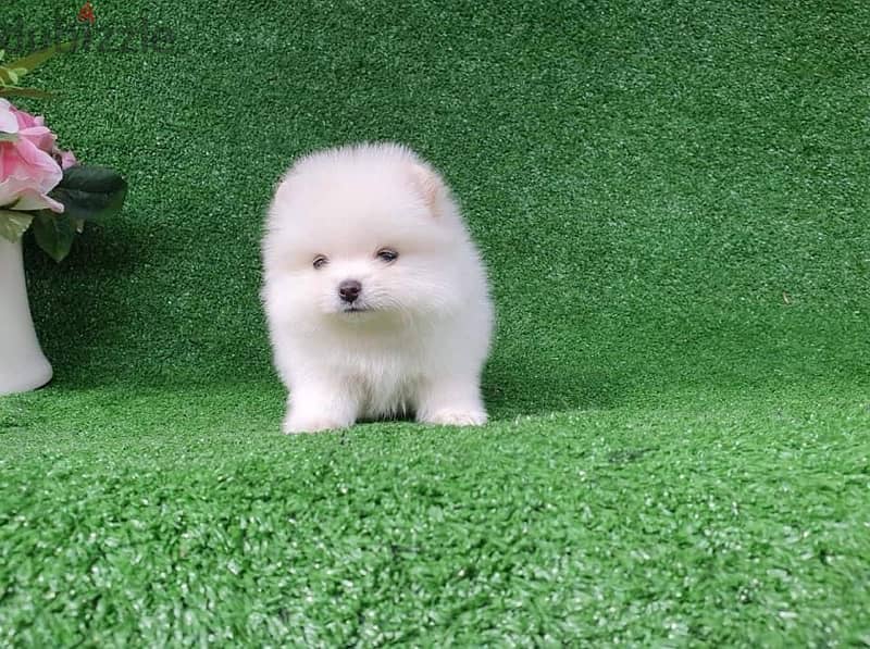 Trained Pomer-anian Puppy for sale 1