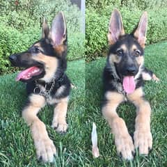 Trained G-Shepherd For Sale 0