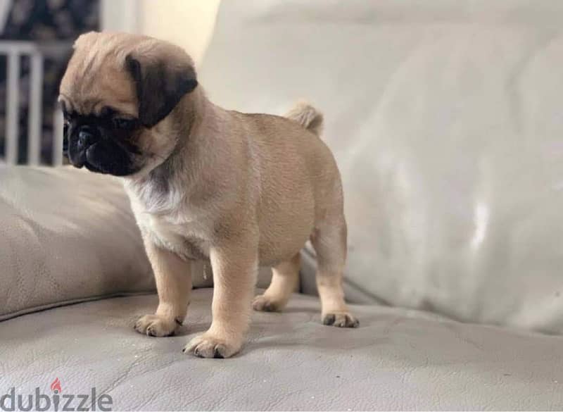 Male Pu-g puppy for sale 0