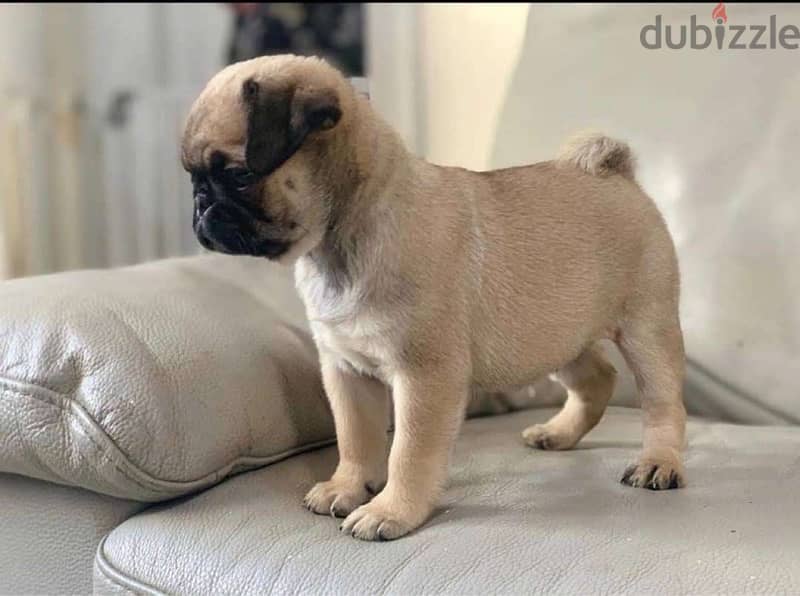 Male Pu-g puppy for sale 1