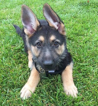 Trained G-Shepherd puppy for sale.