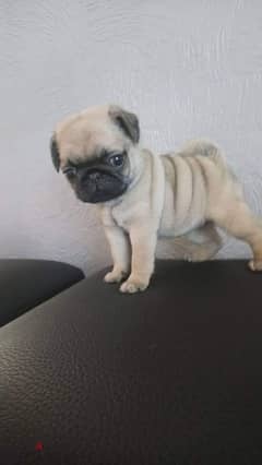 Pu-g Male Puppy For Sale 0