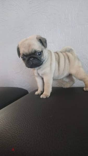 Pug Male Puppy For Sale.