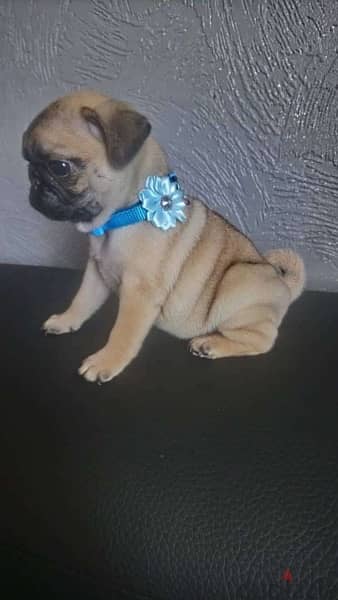 Pu-g Male Puppy For Sale 1