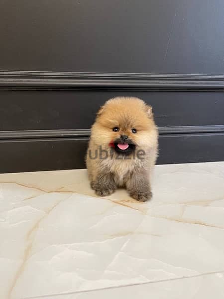 Cream Pomer-anian puppy for sale 0