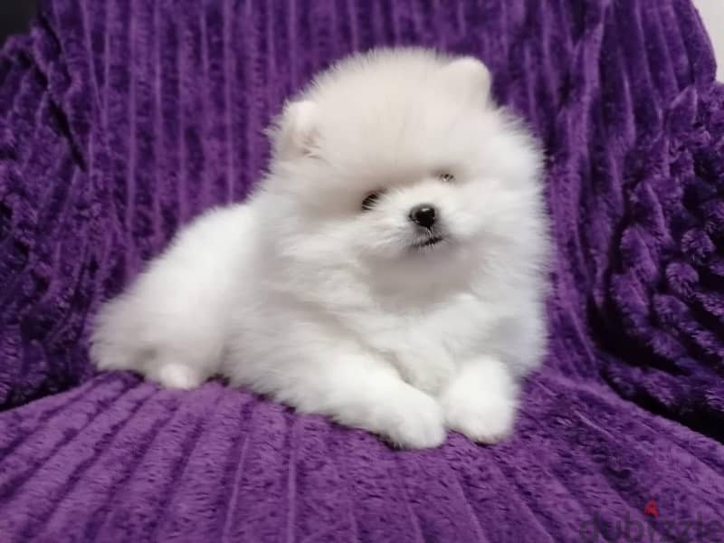 Tea-cup Pomer. anian puppy for sale 0