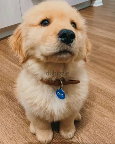 Trained G-Retriever puppy for sale. WHATSAPP. +1 (484) 718‑9164‬