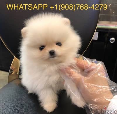 Pomerania. n puppy for sale