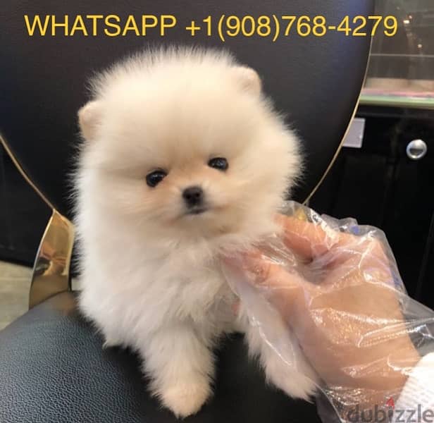 Pomerania. n puppy for sale 0