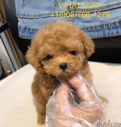 Poodl. e puppy for sale