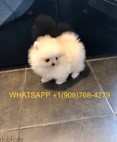 Pomeranian puppy for sale