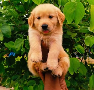 G. retriever puppy for sale