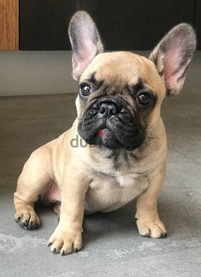 French Bulldog puppies for sale