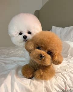 Poodle male and female puppies
