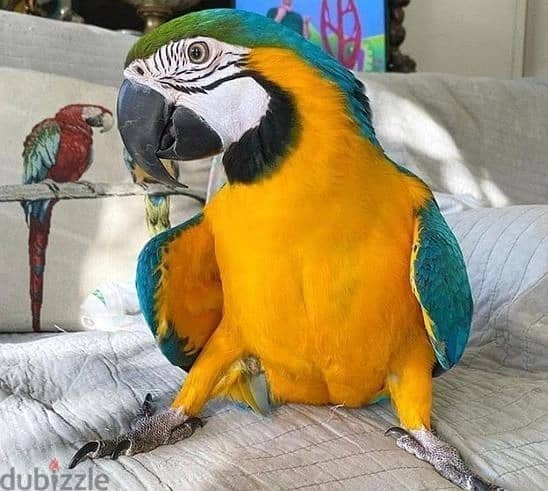 Whatsapp Me +972555074990 Macaw Birds 0