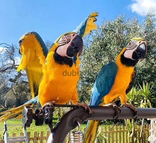 Whatsapp Me +972555074990 Macaw Birds 0