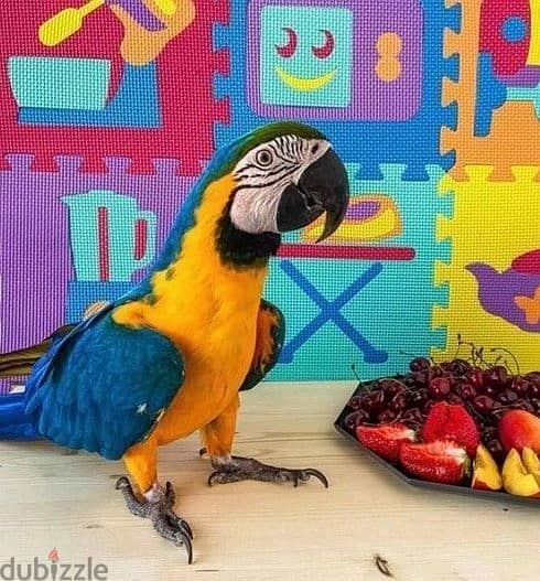 Whatsapp Me +972555074990 Macaw Birds 1