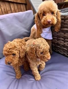 Whatsapp me (+467 0018 7972) Toy Poodle Puppies