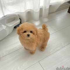 Toy Poodle Puppy 0