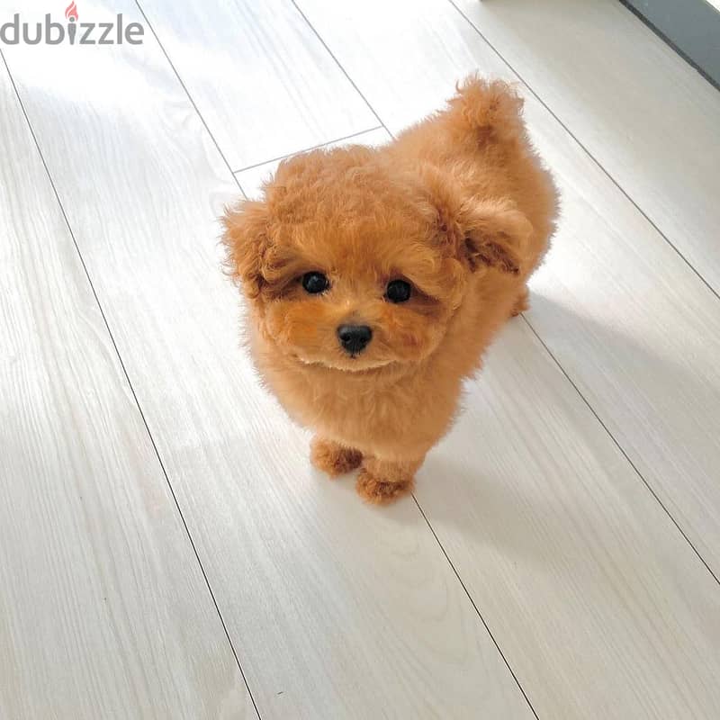Toy Poodle Puppy 2