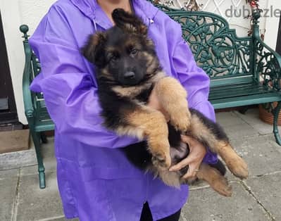 G-shepherd puppy for sale.