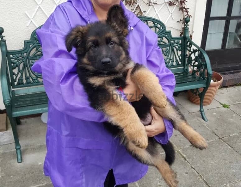 G-shepherd puppy for sale. WHATSAPP. +1 (484) 718‑9164‬ 1