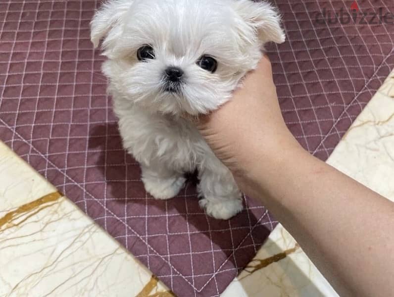 Maltese puppy for sale. WHATSAPP. +1 (484) 718‑9164‬ 0