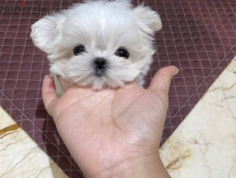Maltese puppy for sale. WHATSAPP. +1 (484) 718‑9164‬ 1