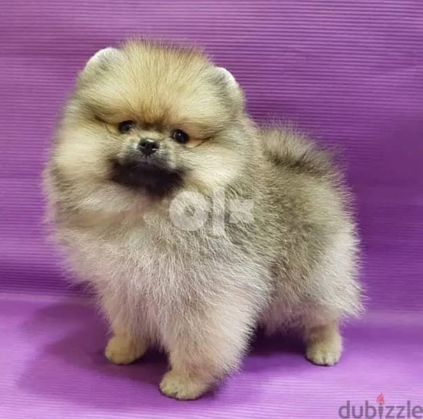 Cream Pomer. anian puppy for sale. 1