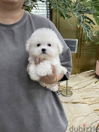 Tcup poodle for sale. . WHATSAPP. +1 (484) 718‑9164‬