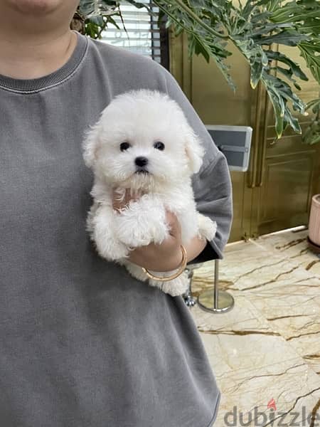 Teacup poodle for sale. . WHATSAPP. +1 (484) 718‑9164‬ 0