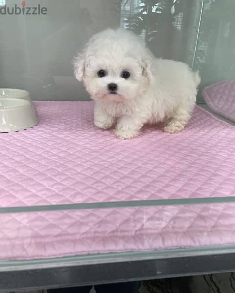 Teacup poodle for sale. . WHATSAPP. +1 (484) 718‑9164‬ 1