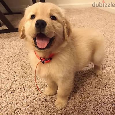 Golden Retriever for sale. WhatsApp: +1(484,)-718‑9164‬