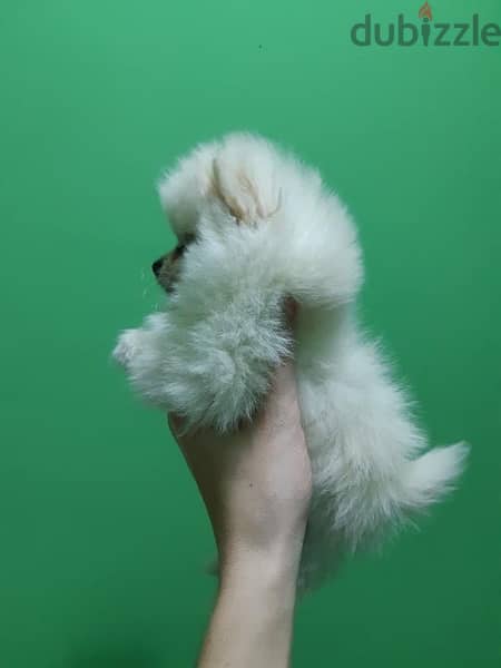 Pomeranian puppy for sale. . WHATSAPP. +1 (484) 718‑9164‬ 0
