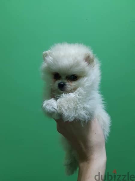 Pom,eranian puppy for sale 1