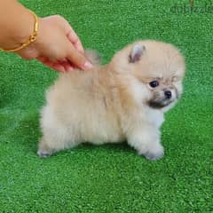 Male Pomer,anian for sale